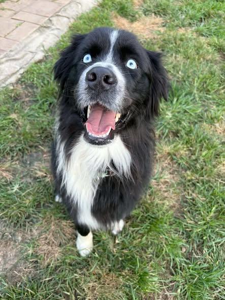 Frankie, Adoptable, Young Male Australian Shepherd.
