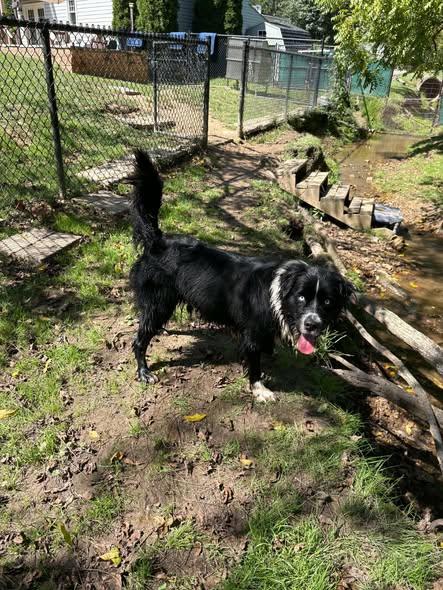 Enlarge Frankie, a Adoptable Australian Shepherd in Mount Airy, MD image 4/4