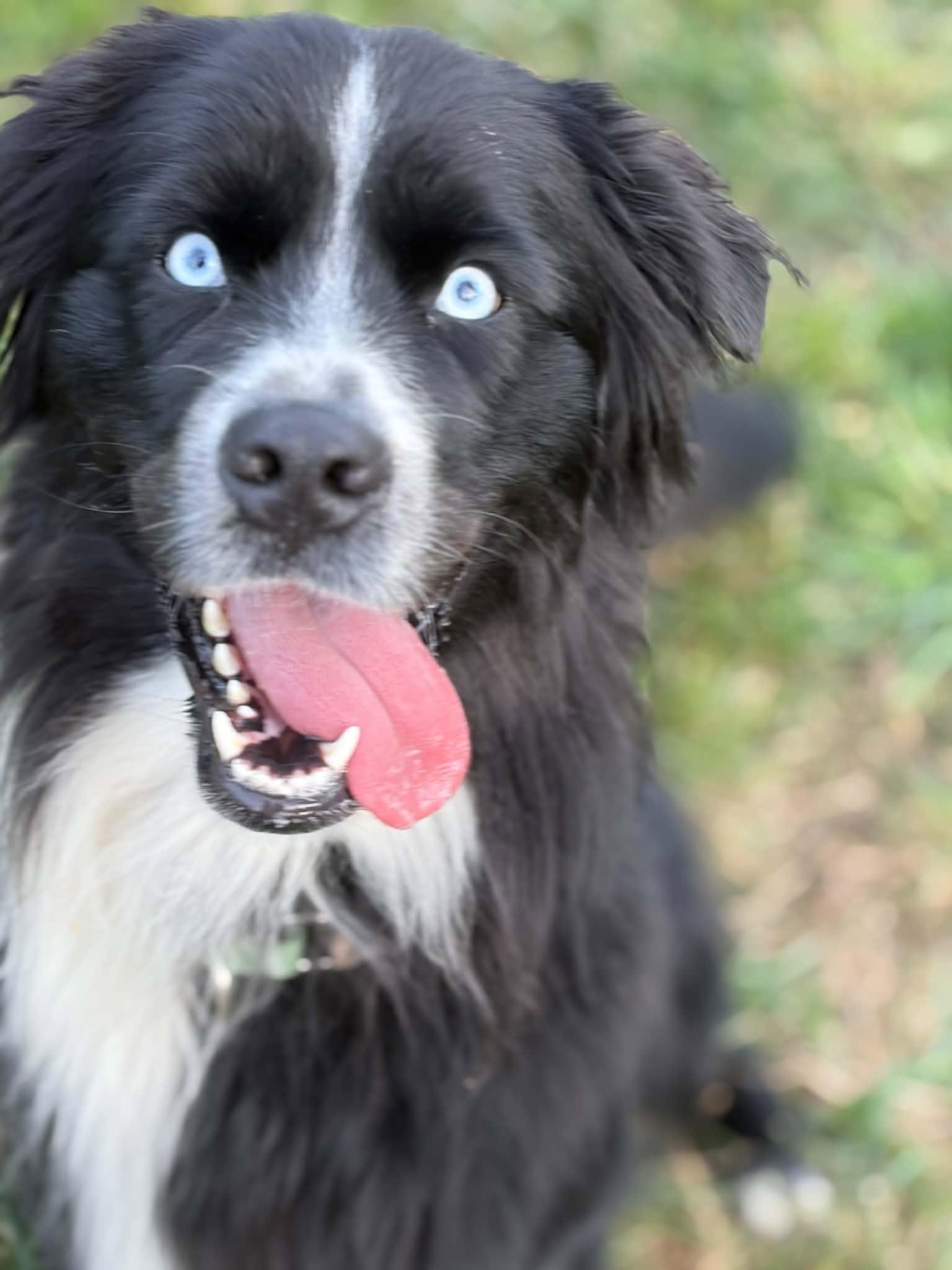 Enlarge Frankie, a Adoptable Australian Shepherd in Mount Airy, MD image 3/4