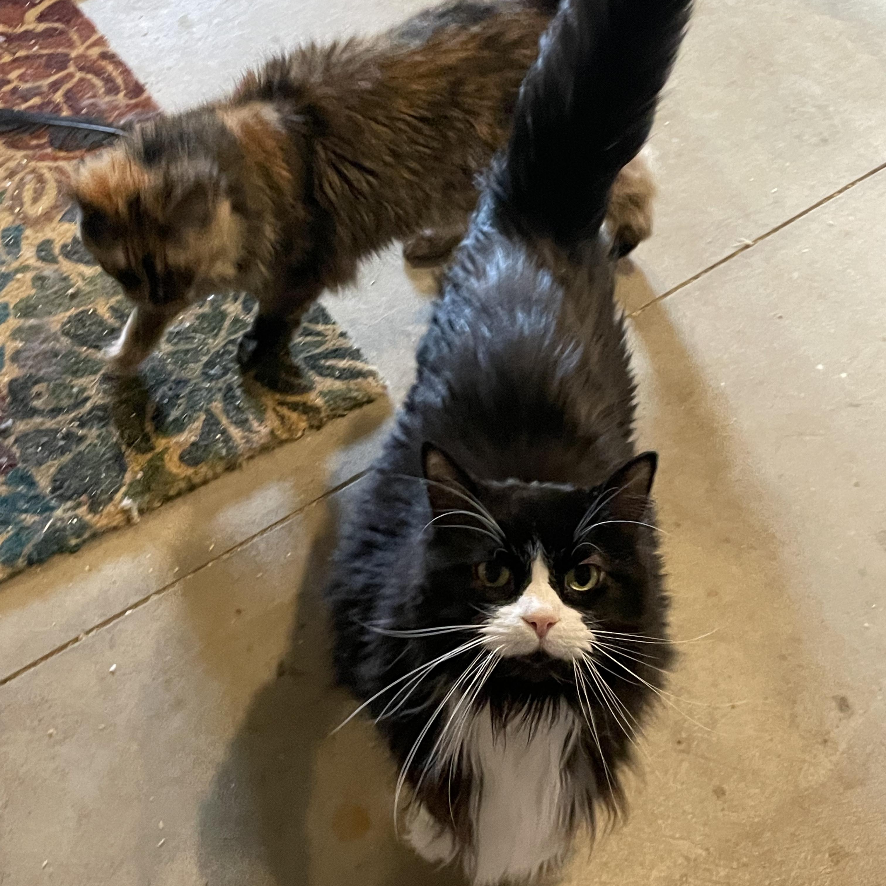 Pets for adoption from Feline Number Nine | Petfinder