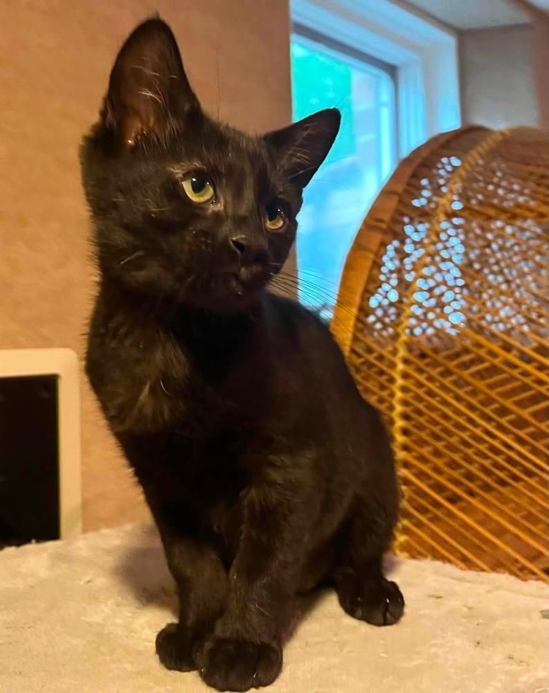 Mia, Adoptable, Kitten Female Domestic Short Hair.