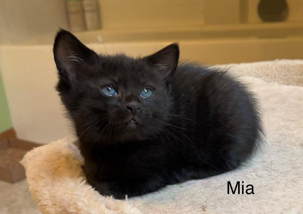 Enlarge Mia, a Adoptable mixed breed in Dorr, MI image 2/5