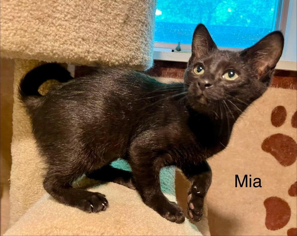 Enlarge Mia, a Adoptable mixed breed in Dorr, MI image 5/5