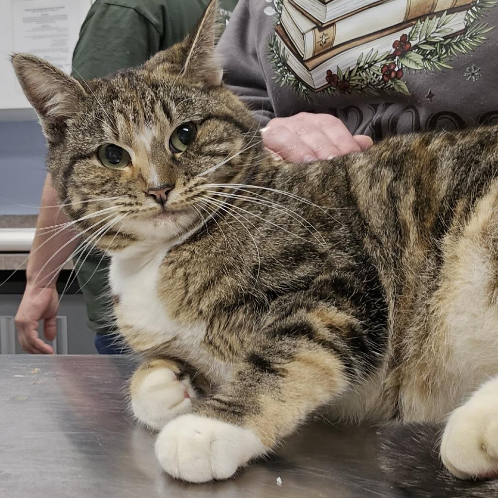 Snuggleflake, Adoptable, Adult Female Domestic Short Hair.