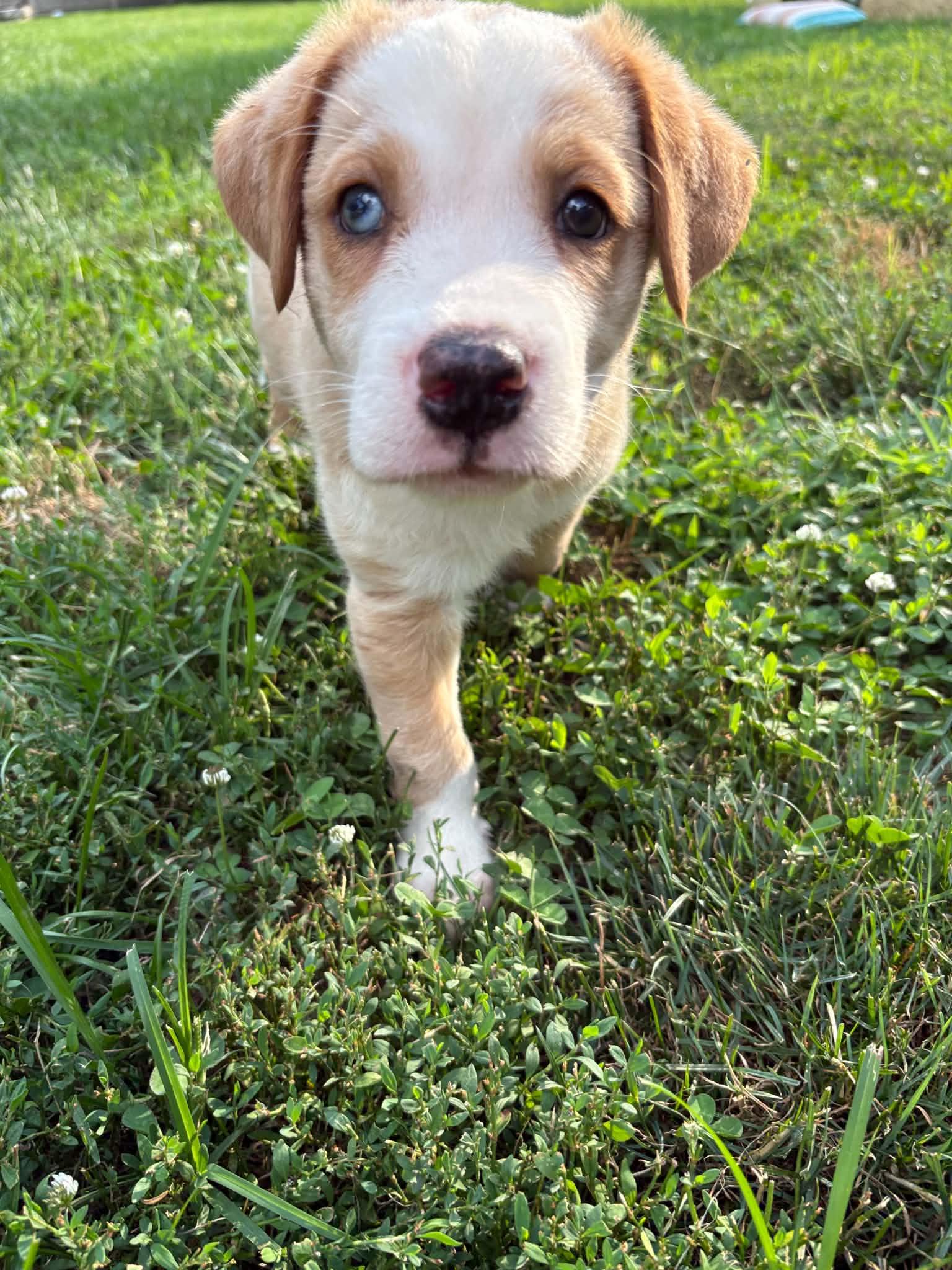 Enlarge Yukon, an adopted Mixed Breed in Indianapolis, IN image 3/6
