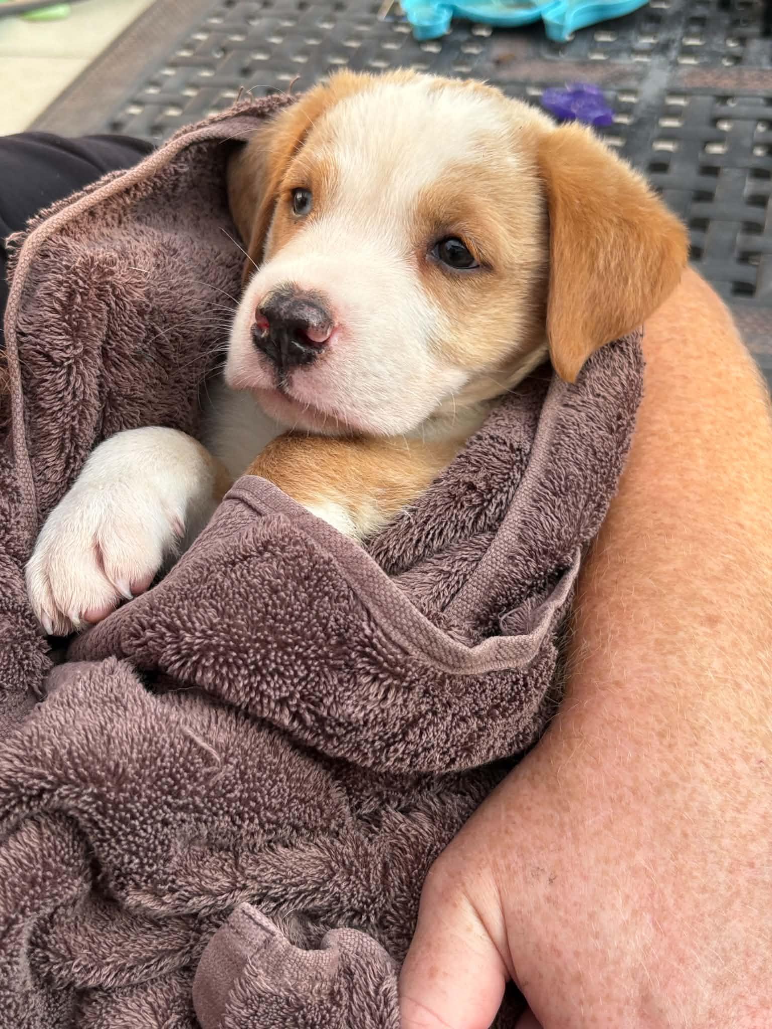 Enlarge Yukon, an adopted Mixed Breed in Indianapolis, IN image 2/6