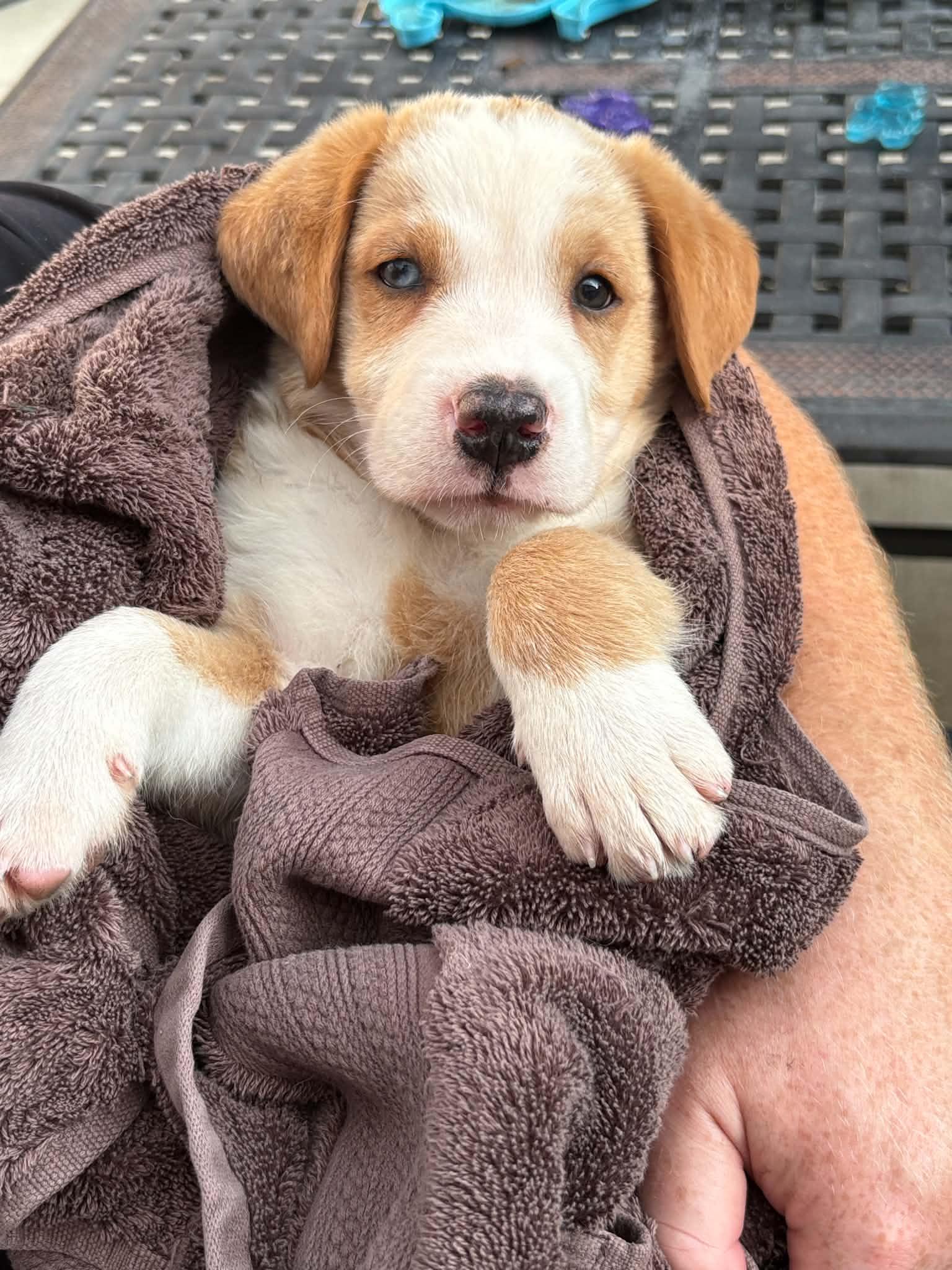 Enlarge Yukon, an adopted Mixed Breed in Indianapolis, IN image 5/6
