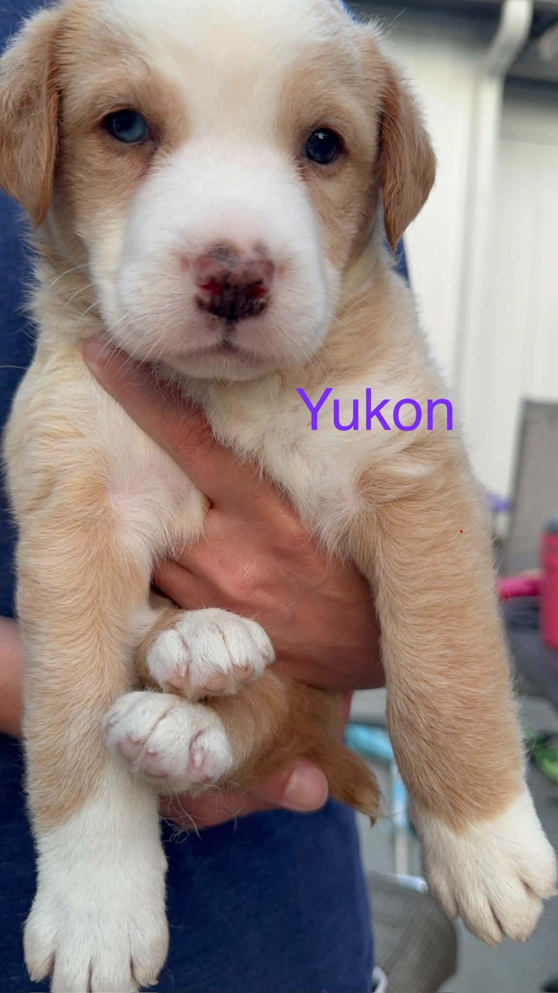 Enlarge Yukon, an adopted Mixed Breed in Indianapolis, IN image 4/6