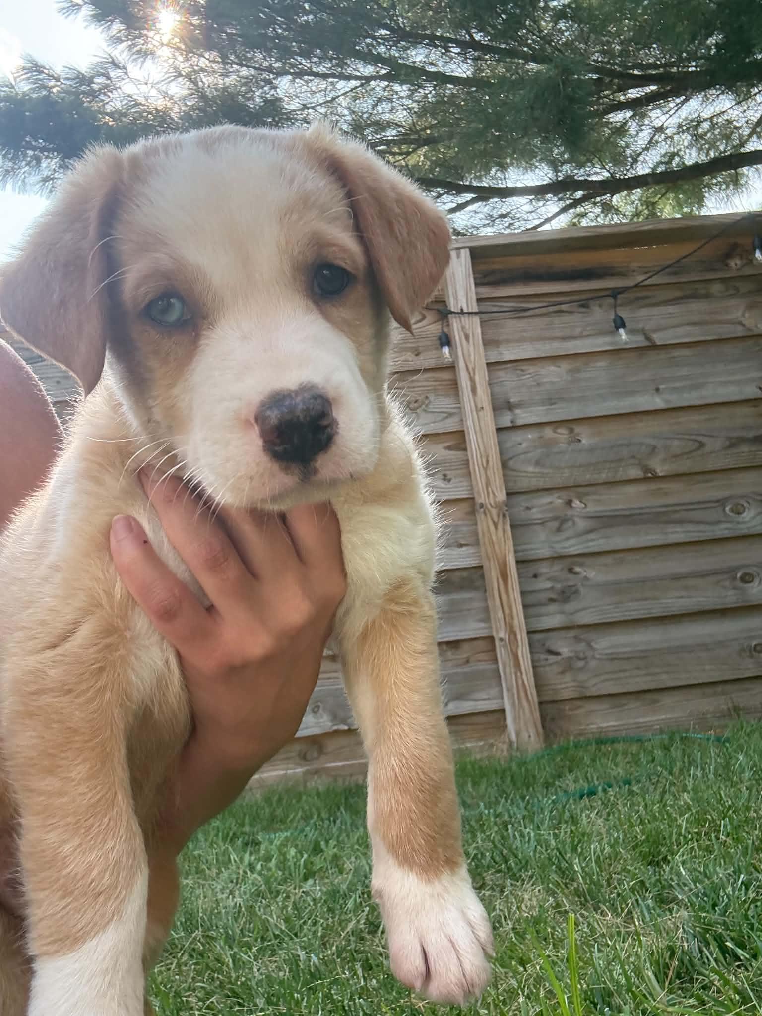 Enlarge Yukon, an adopted Mixed Breed in Indianapolis, IN image 6/6