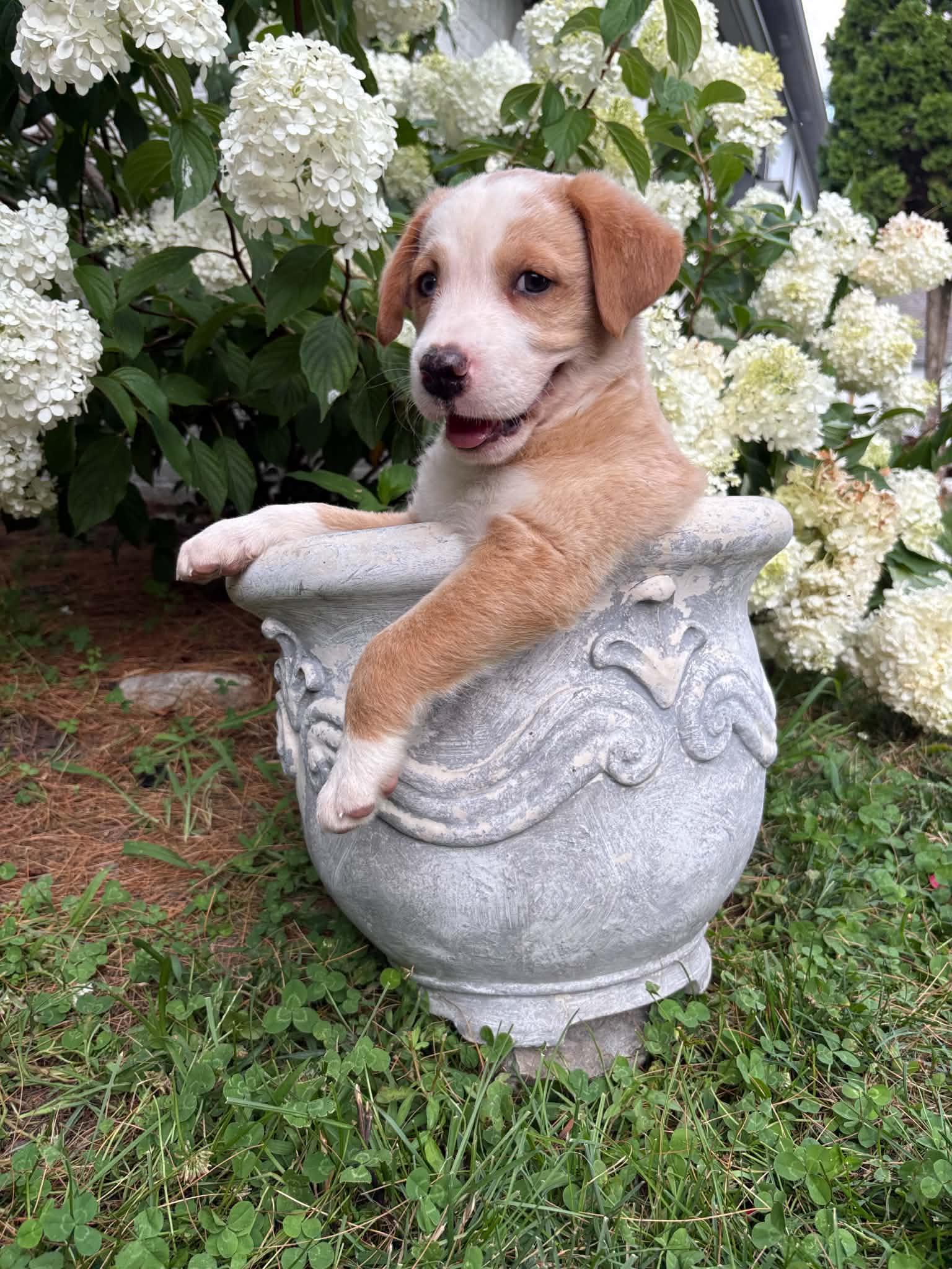 Yukon, adopted, Puppy Male Mixed Breed.
