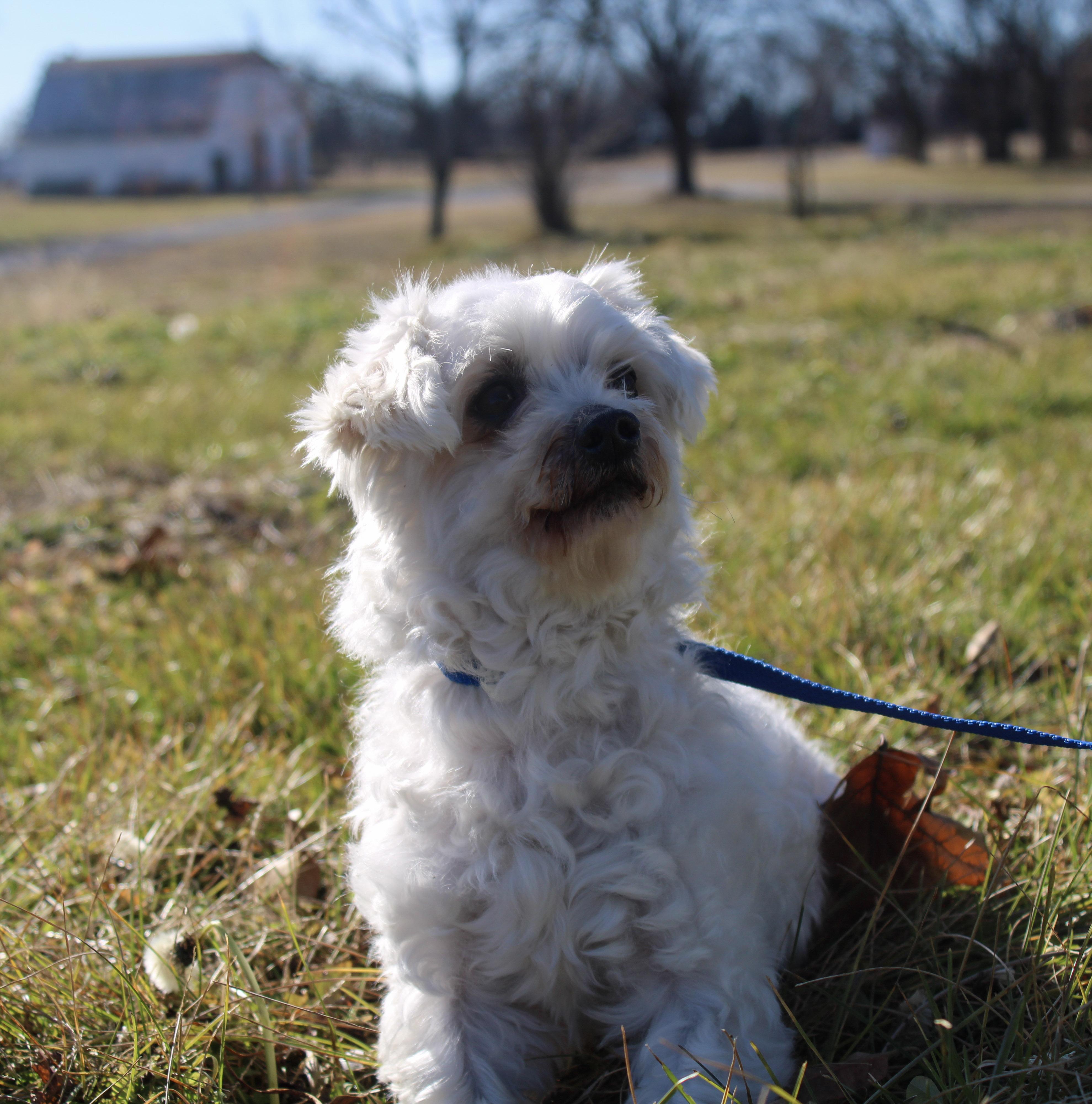 Enlarge Festus, a ADOPTABLE Maltese in Neosho, MO image 2/3