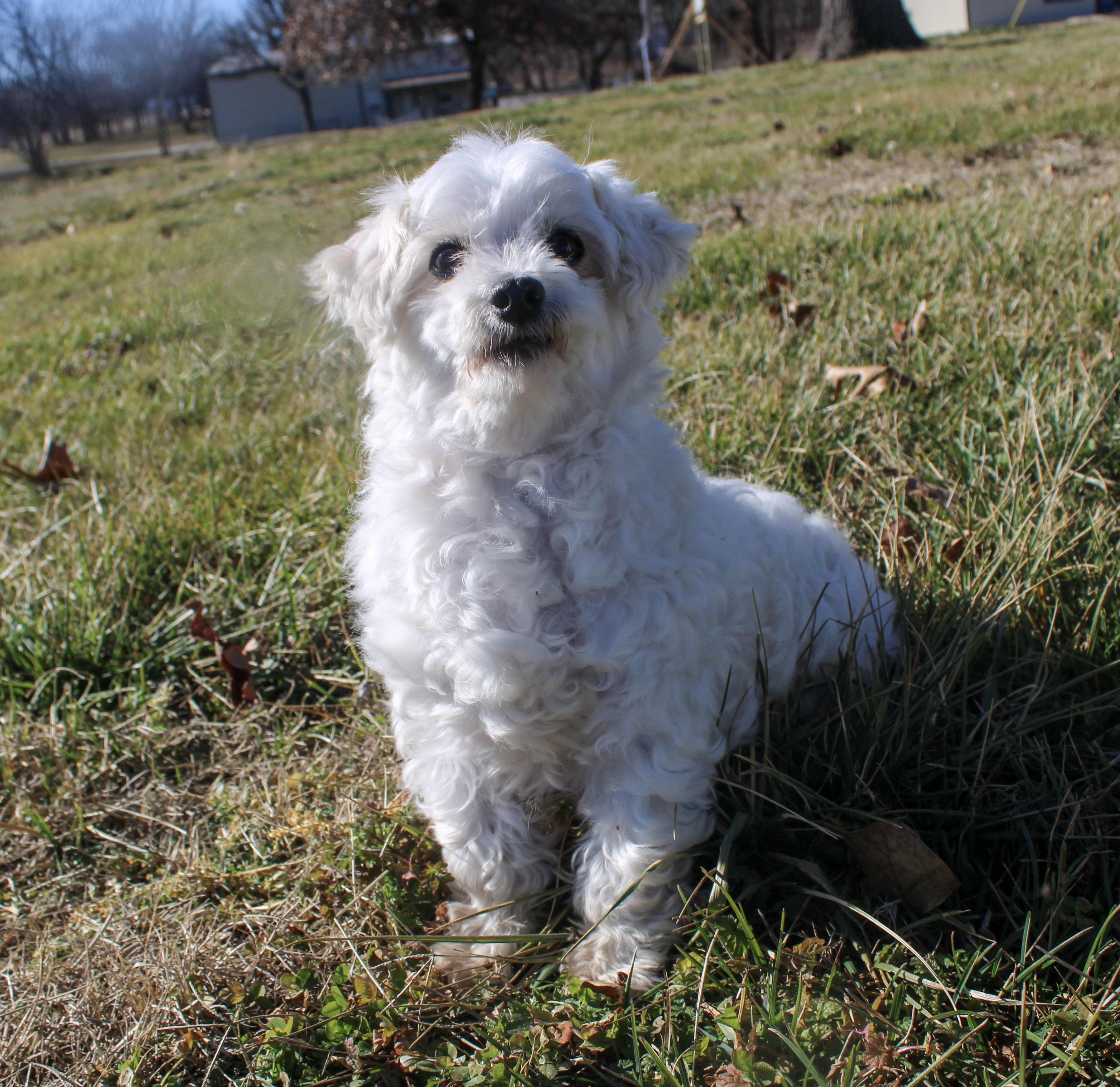 Enlarge Festus, a ADOPTABLE Maltese in Neosho, MO image 1/3