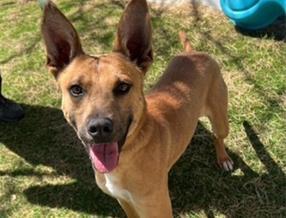 Enlarge ARTIE, a Adoptable Basenji in Palo Alto, CA image 1/1