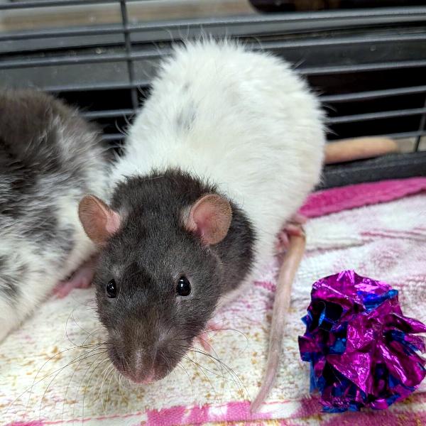 Clowey, Adoptable, Adult Female Rat.