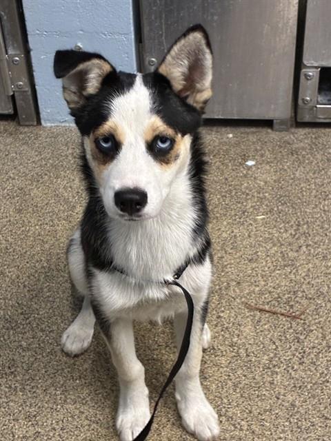 Enlarge BONNIE, a Adoptable mixed breed in Fort Myers, FL image 1/1