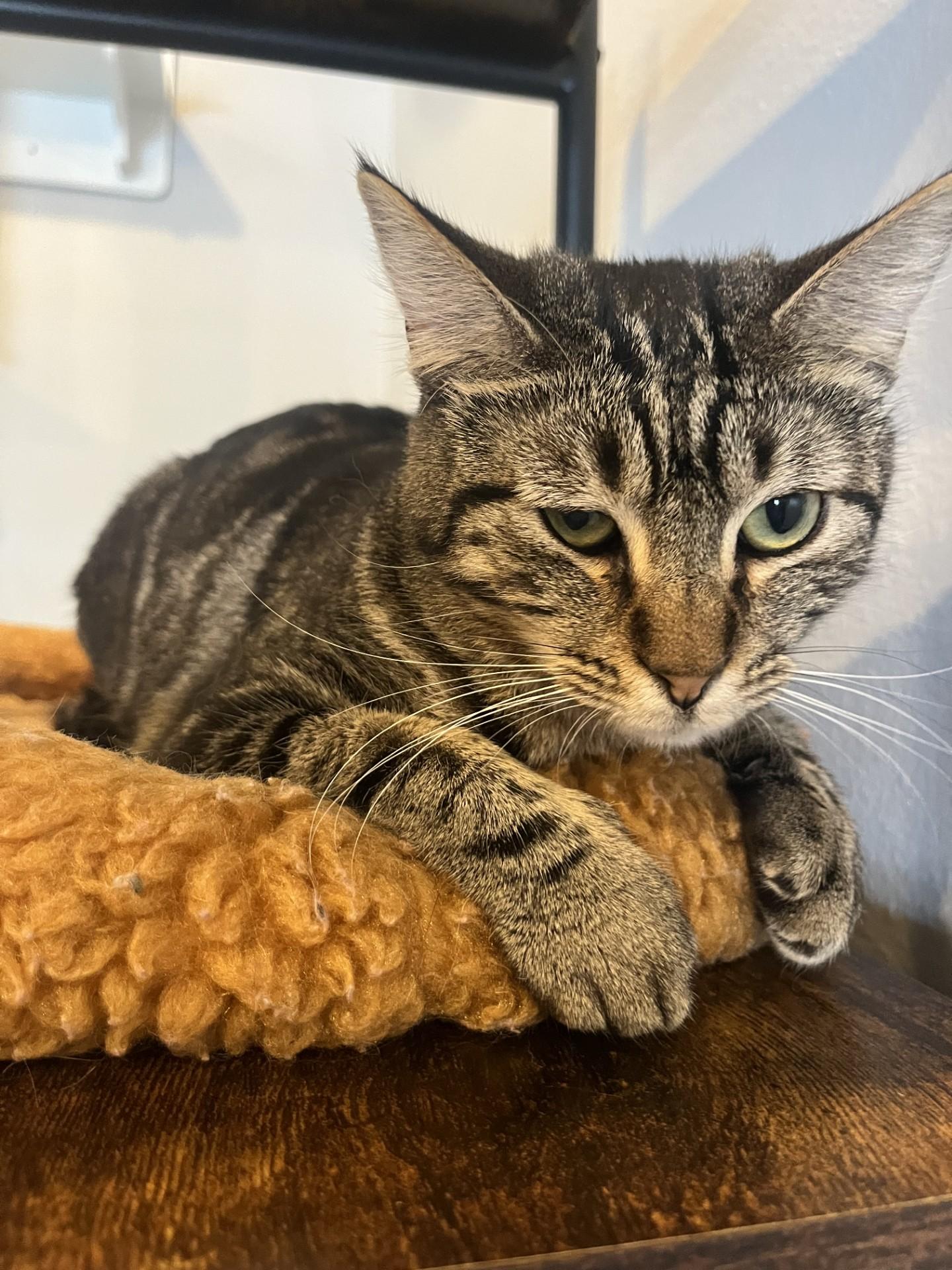 Enlarge Mocha, a Adoptable Domestic Short Hair in Boise, ID image 5/6