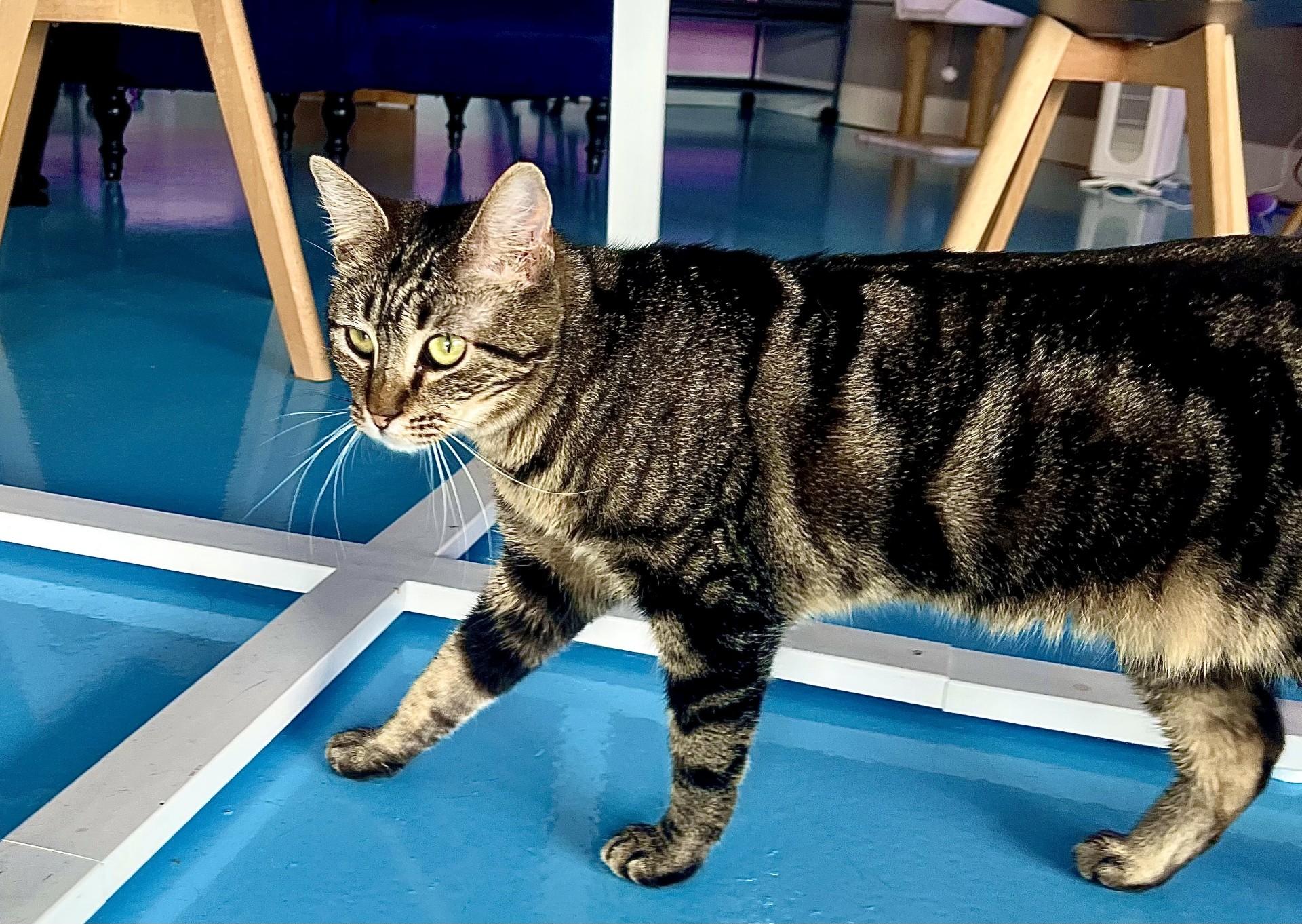 Enlarge Mocha, a Adoptable Domestic Short Hair in Boise, ID image 4/6