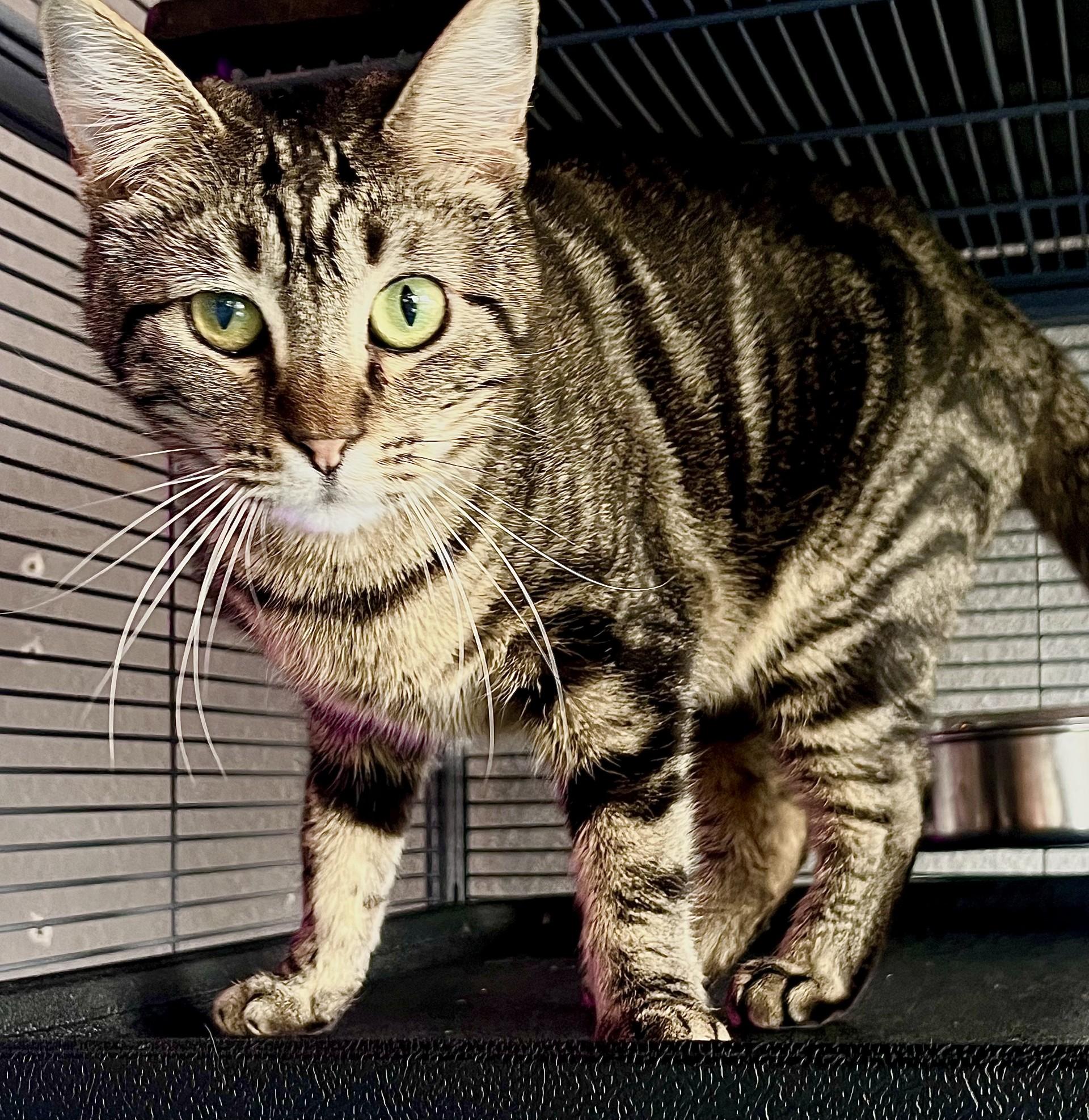 Enlarge Mocha, a Adoptable Domestic Short Hair in Boise, ID image 2/6
