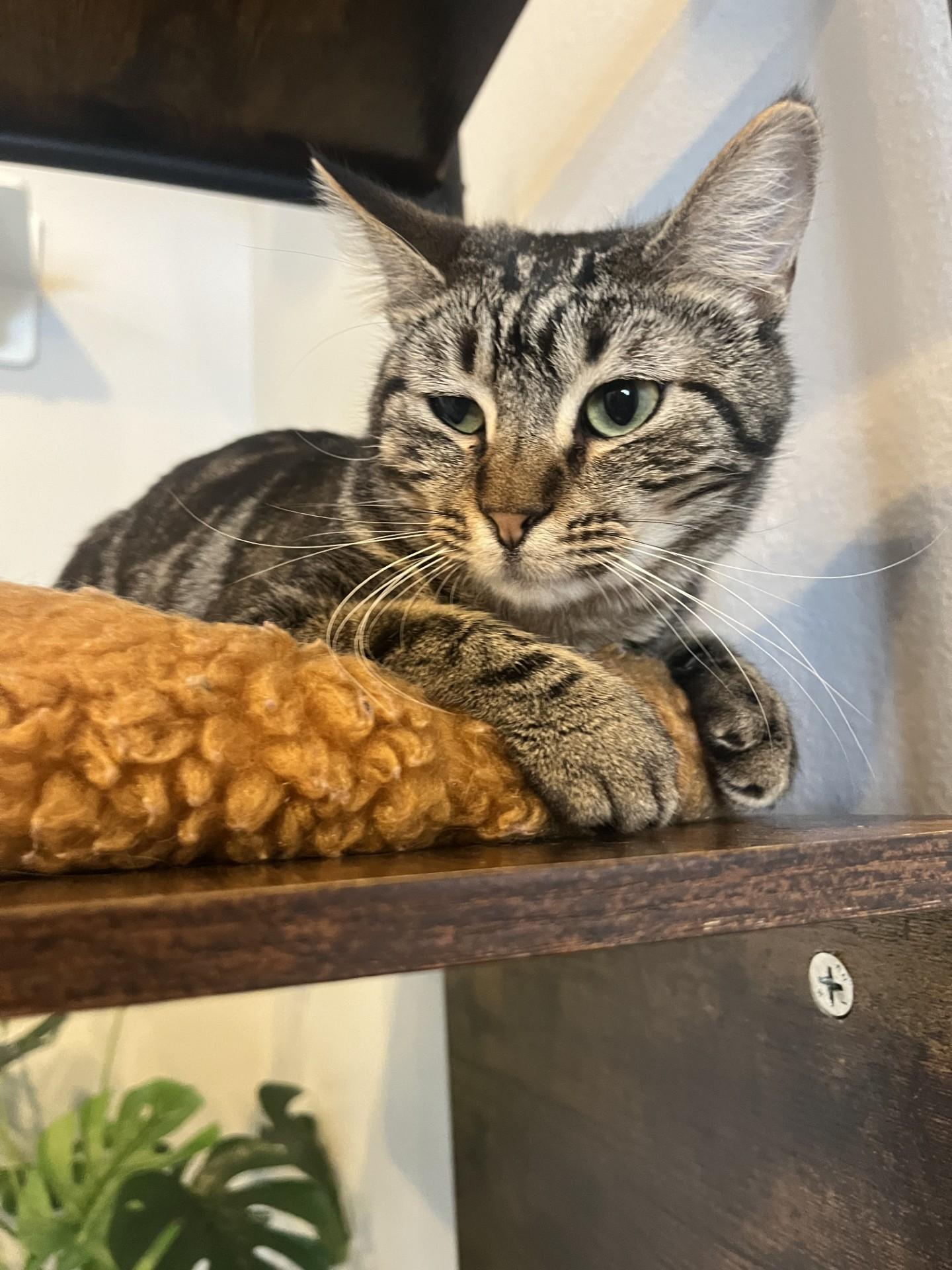 Mocha, Adoptable, Young Female Domestic Short Hair.