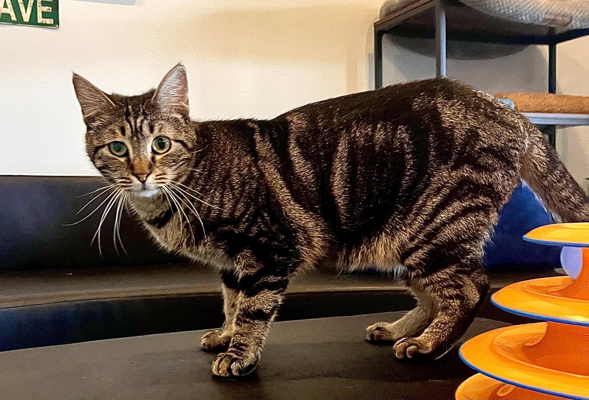 Enlarge Mocha, a Adoptable Domestic Short Hair in Boise, ID image 3/6