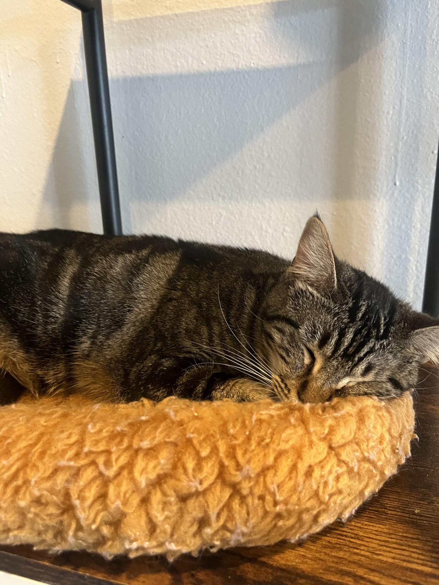 Enlarge Mocha, a Adoptable Domestic Short Hair in Boise, ID image 6/6