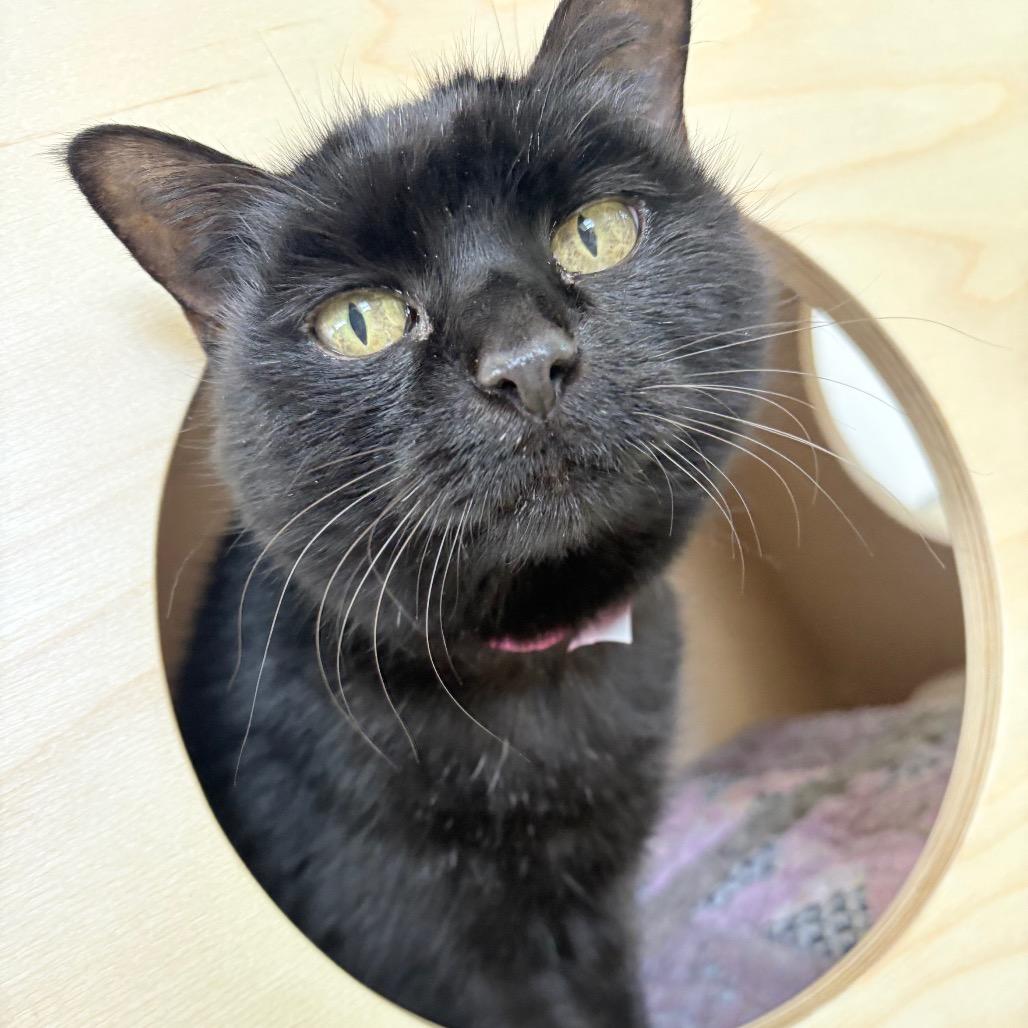 Enlarge Mieu, a Adoptable Domestic Short Hair in Albuquerque, NM image 1/6