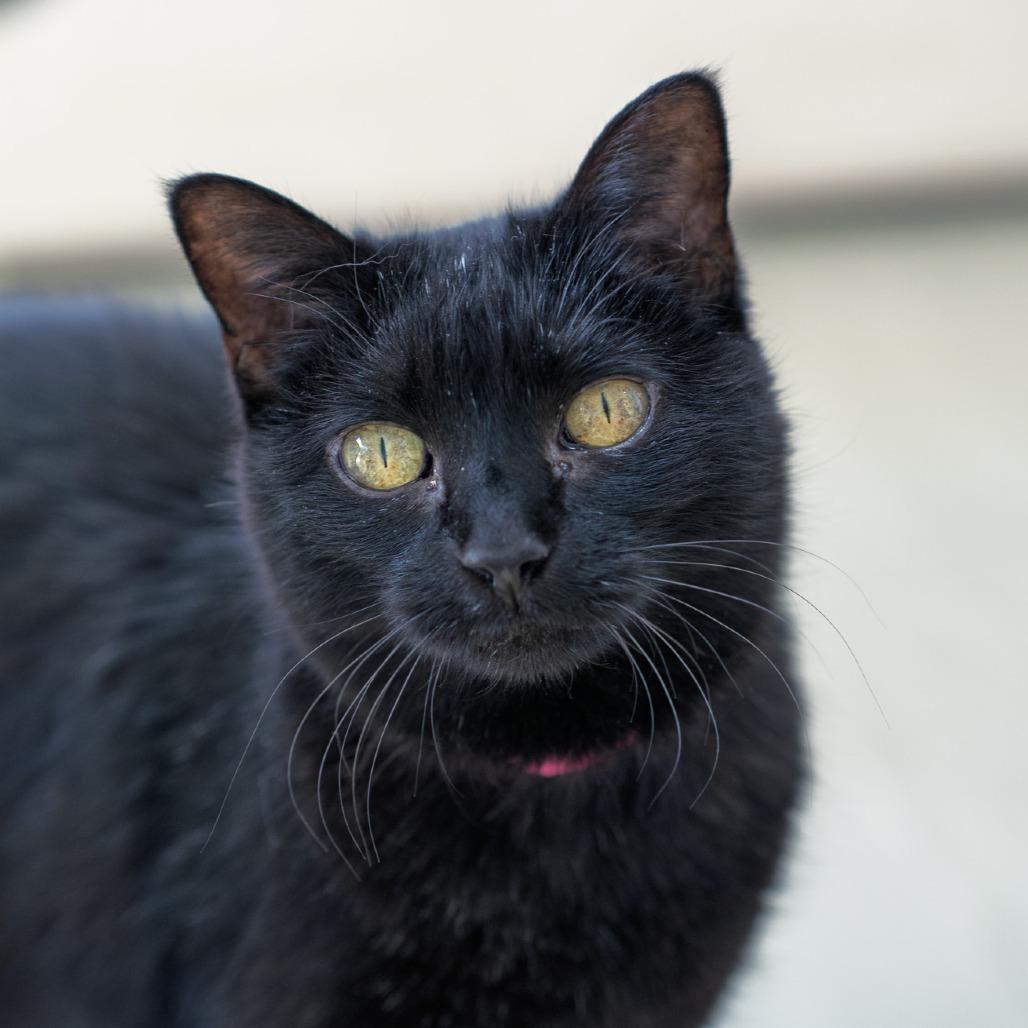 Enlarge Mieu, a Adoptable Domestic Short Hair in Albuquerque, NM image 3/6