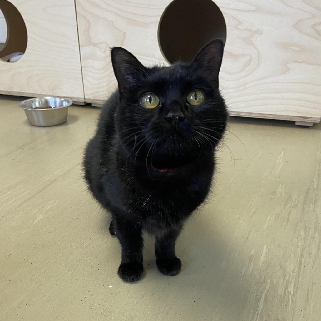 Enlarge Mieu, a Adoptable Domestic Short Hair in Albuquerque, NM image 4/6