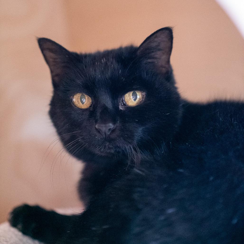 Enlarge Mieu, a Adoptable Domestic Short Hair in Albuquerque, NM image 5/6