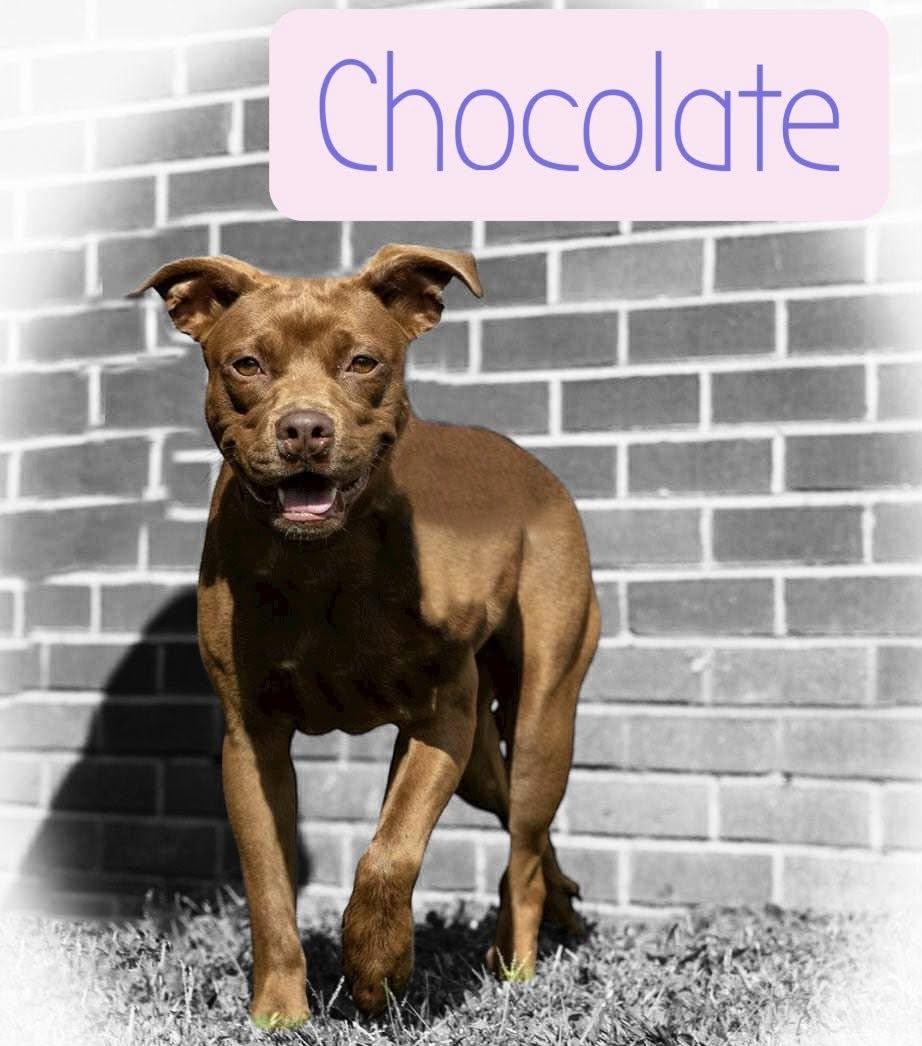 Chocolate  Md thumbnail 2