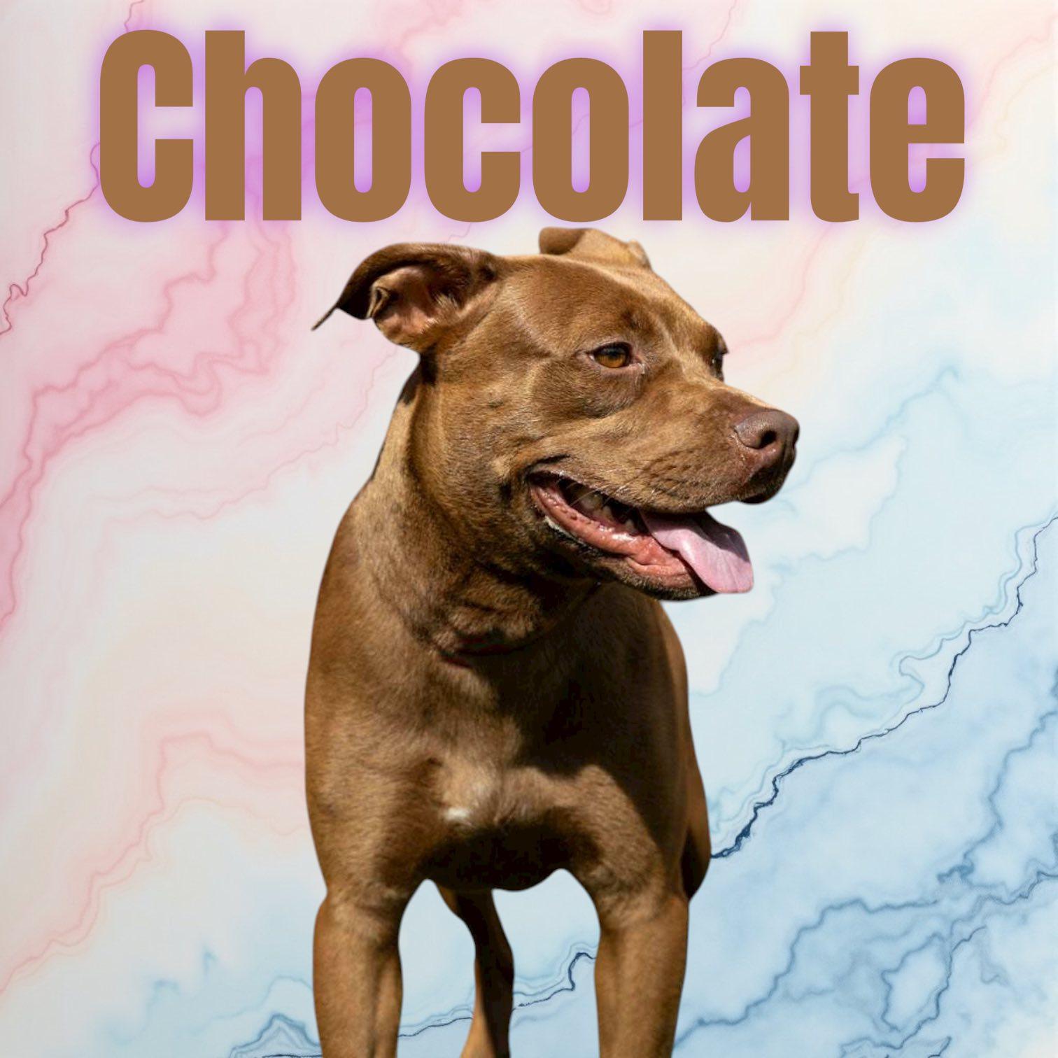 Chocolate  Md thumbnail 3