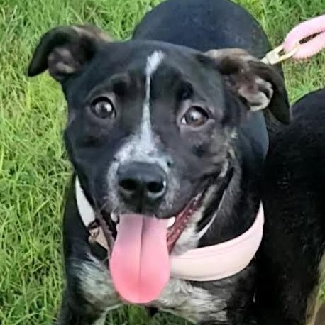 Enlarge Prue, a Adoptable mixed breed in Oshkosh, WI image 1/4