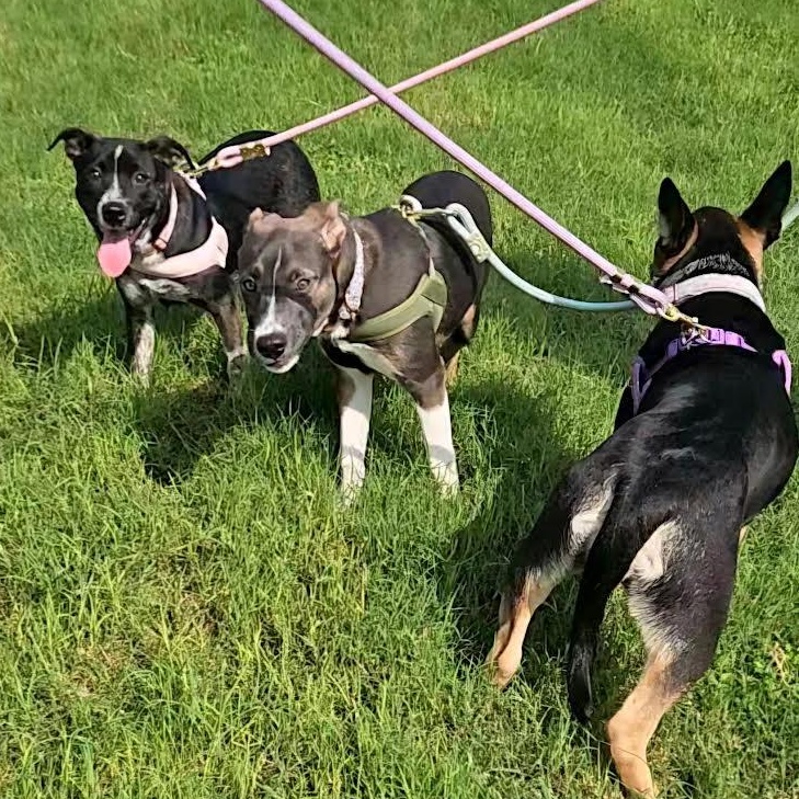Enlarge Prue, a Adoptable mixed breed in Oshkosh, WI image 3/4