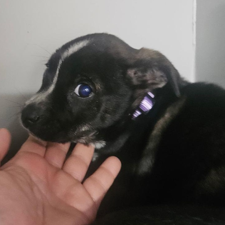 Enlarge Prue, a Adoptable mixed breed in Oshkosh, WI image 4/4