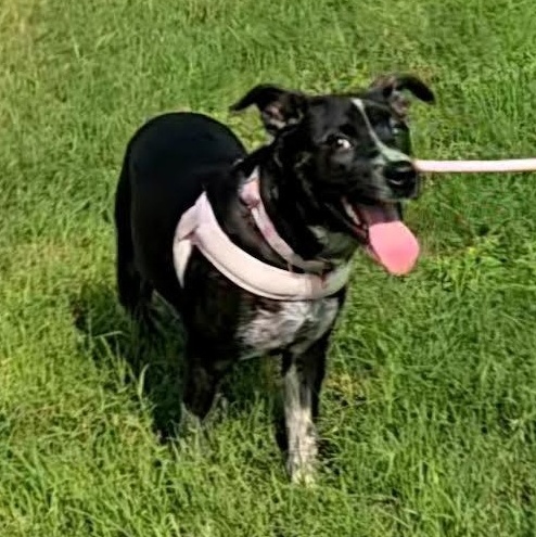 Enlarge Prue, a Adoptable mixed breed in Oshkosh, WI image 2/4