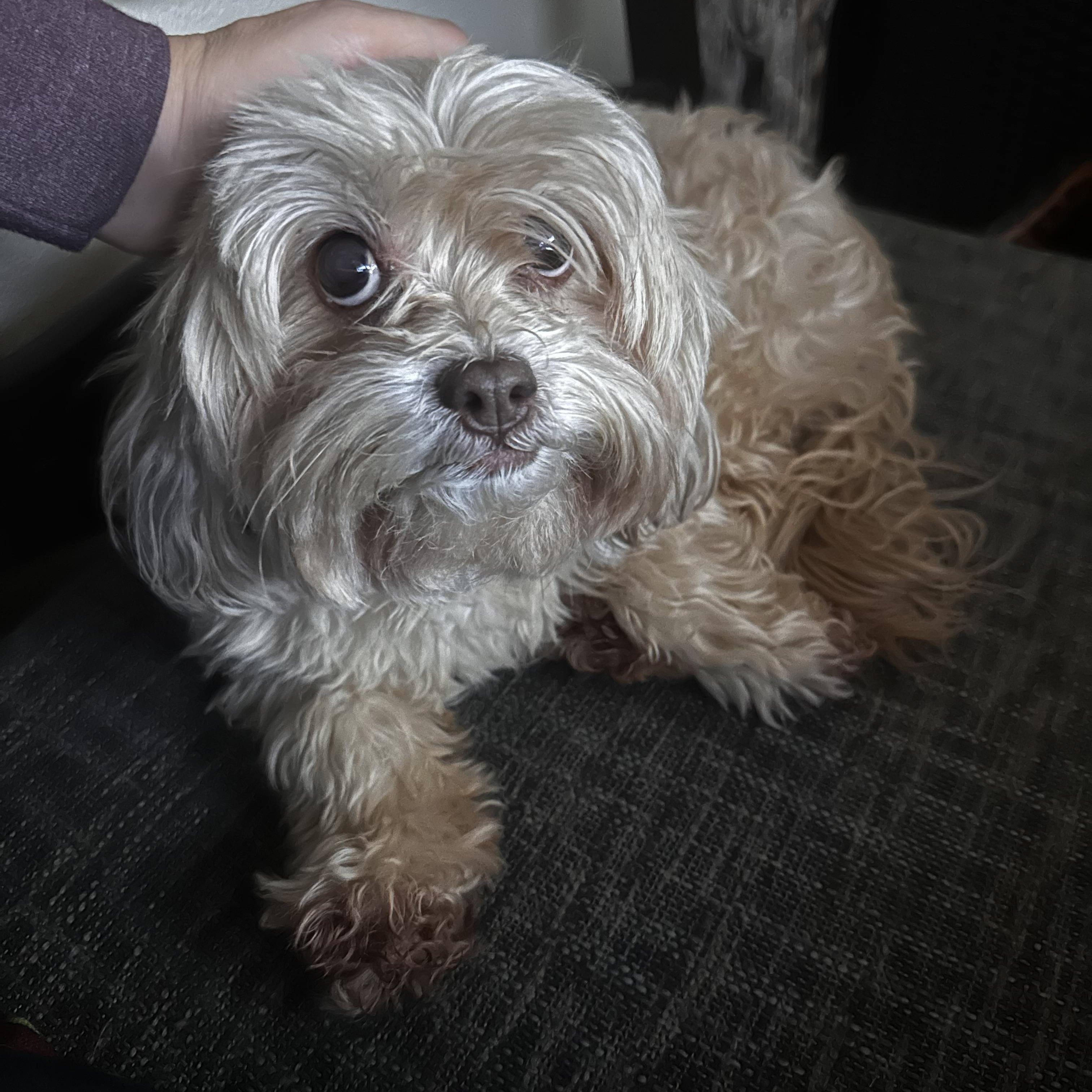 Enlarge Gracie, a Adopted mixed breed in Ramona, CA image 1/3