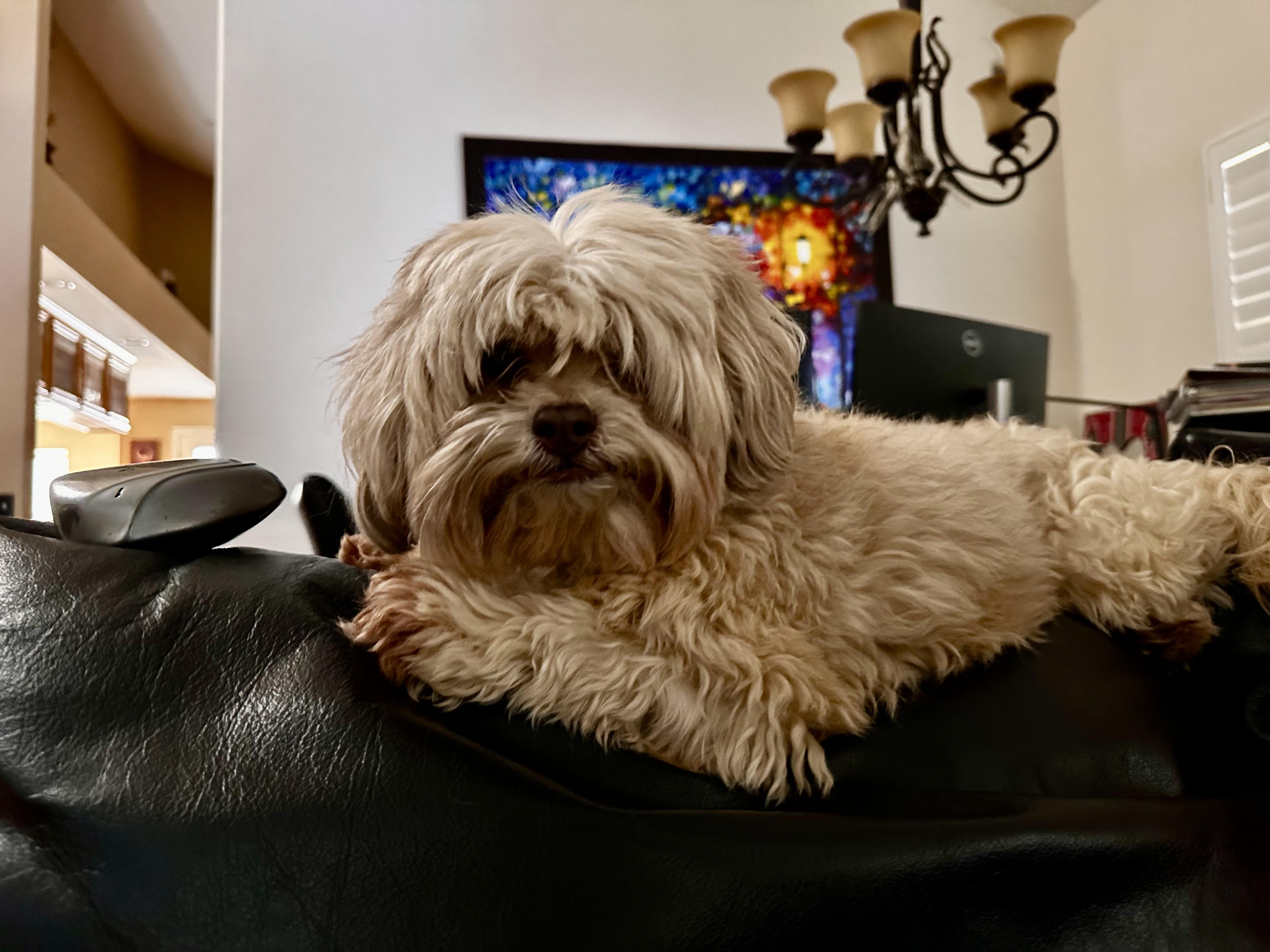 Gracie, Adopted, Young Female Maltese & Shih Tzu.