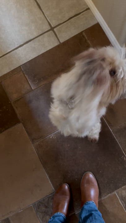 Enlarge Gracie, a Adopted mixed breed in Ramona, CA video 3/3