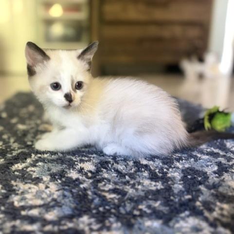 Bo Peep, an adopted Siamese in Lauderhill, FL image 2/3