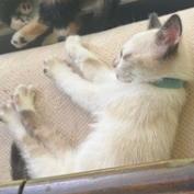 Bo Peep, an adopted Siamese in Lauderhill, FL image 3/3