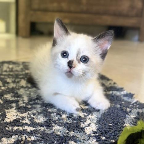 Bo Peep, an adopted Siamese in Lauderhill, FL image 1/3