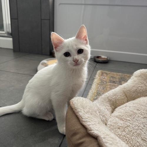 Benny, a Adoptable Domestic Short Hair in Denver, CO image 1/4