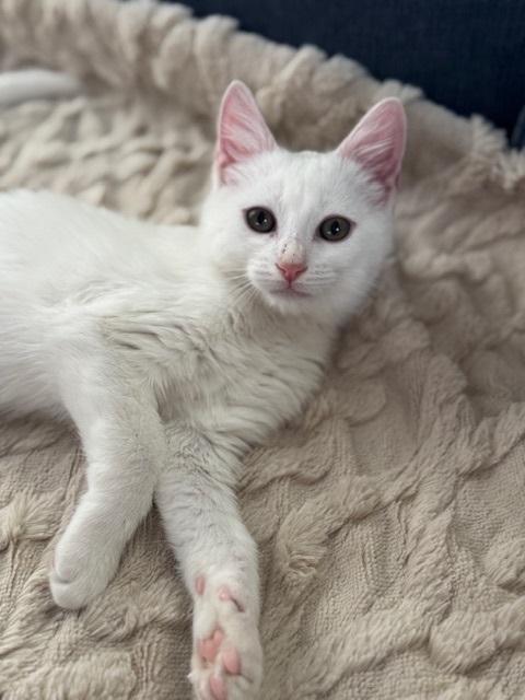Benny, a Adoptable Domestic Short Hair in Denver, CO image 2/4