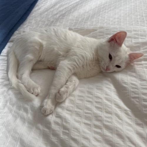 Benny, a Adoptable Domestic Short Hair in Denver, CO image 3/4