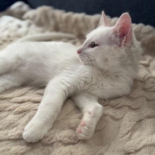 Benny, a Adoptable Domestic Short Hair in Denver, CO image 4/4