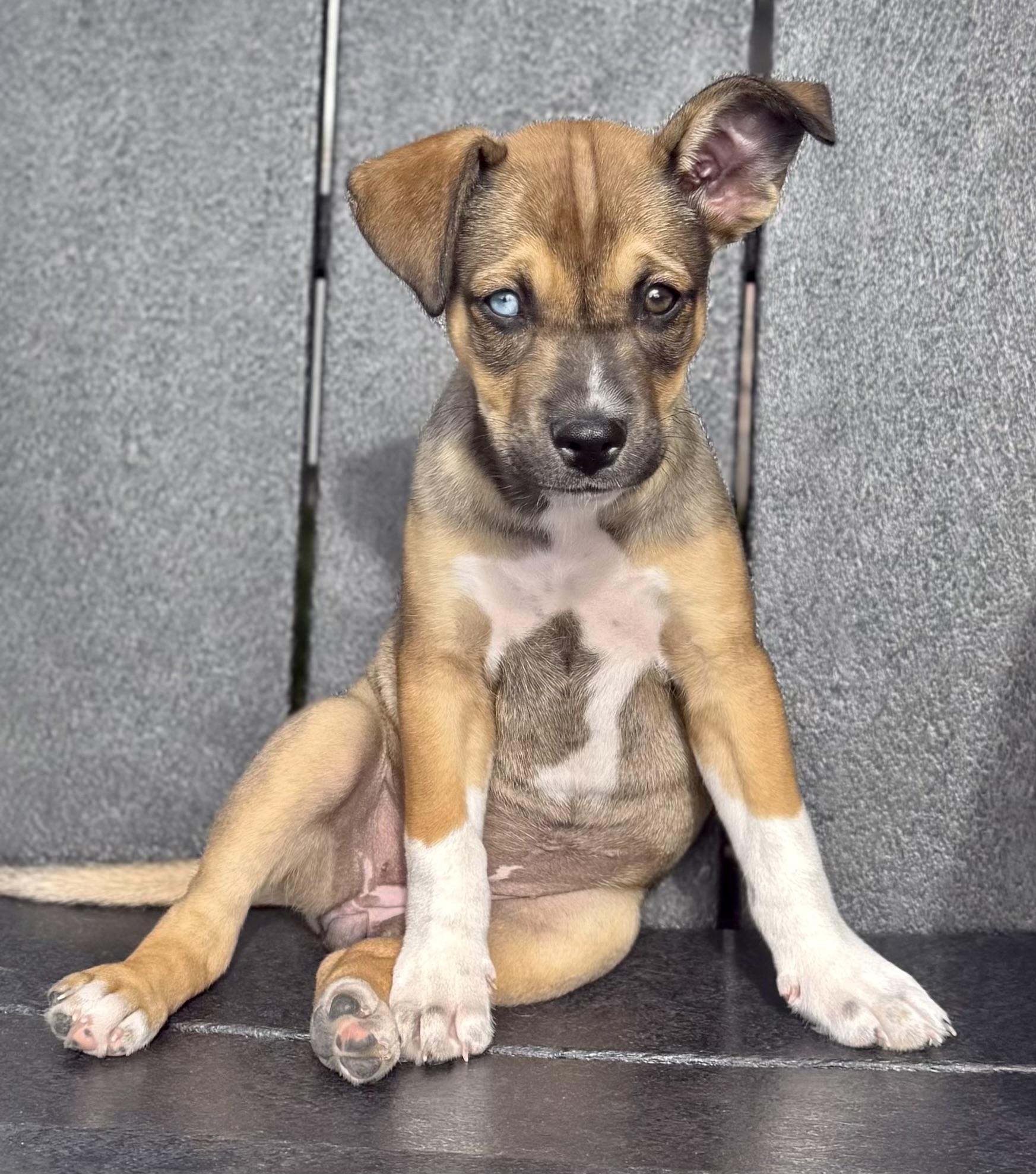 Reba "Boots", ADOPTABLE, Puppy Female Siberian Husky & American Staffordshire Terrier.