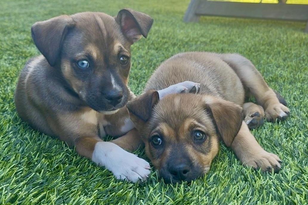 Enlarge Reba "Boots", a ADOPTABLE mixed breed in Corona Del Mar, CA image 3/3