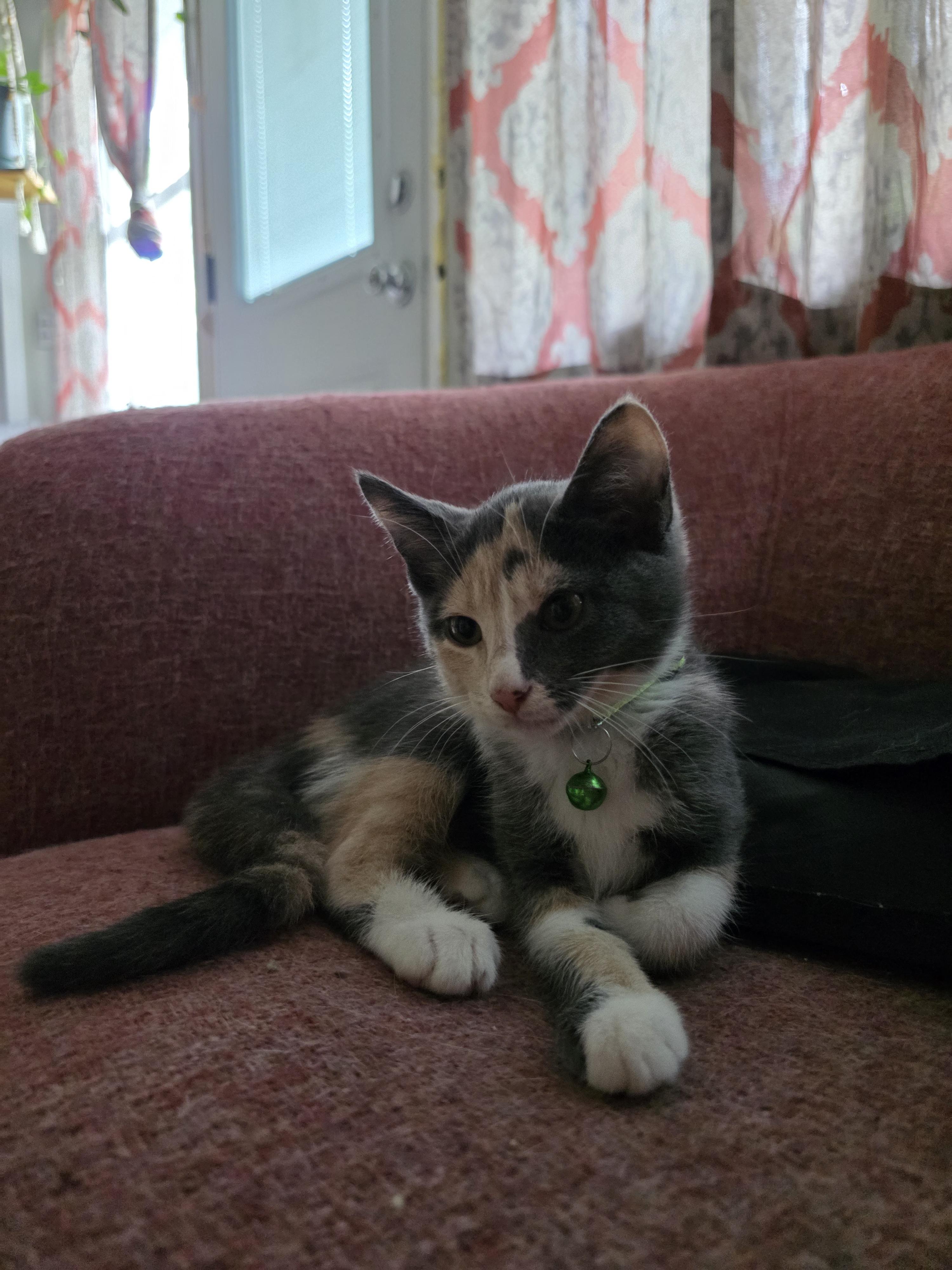 Enlarge Mina, an adopted mixed breed in Maitland, FL image 4/4