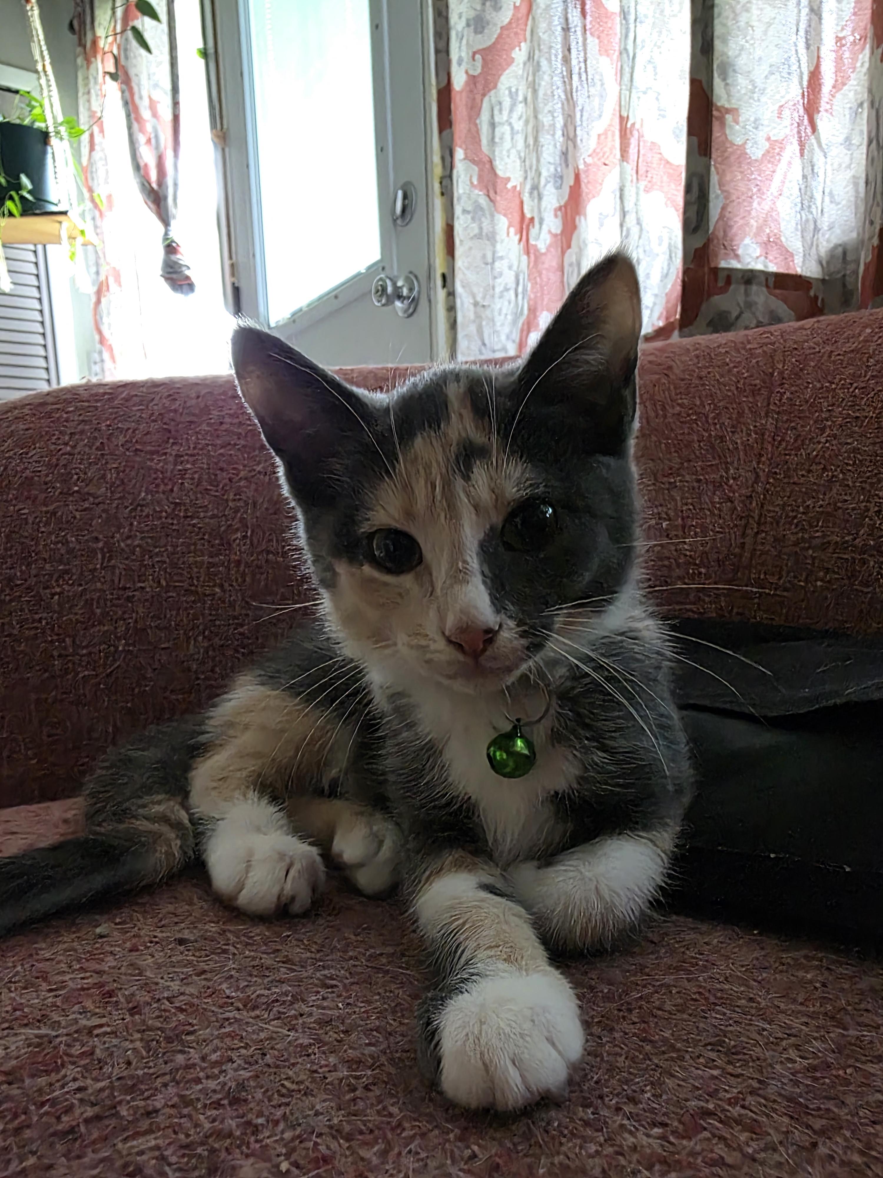 Enlarge Mina, an adopted mixed breed in Maitland, FL image 2/4