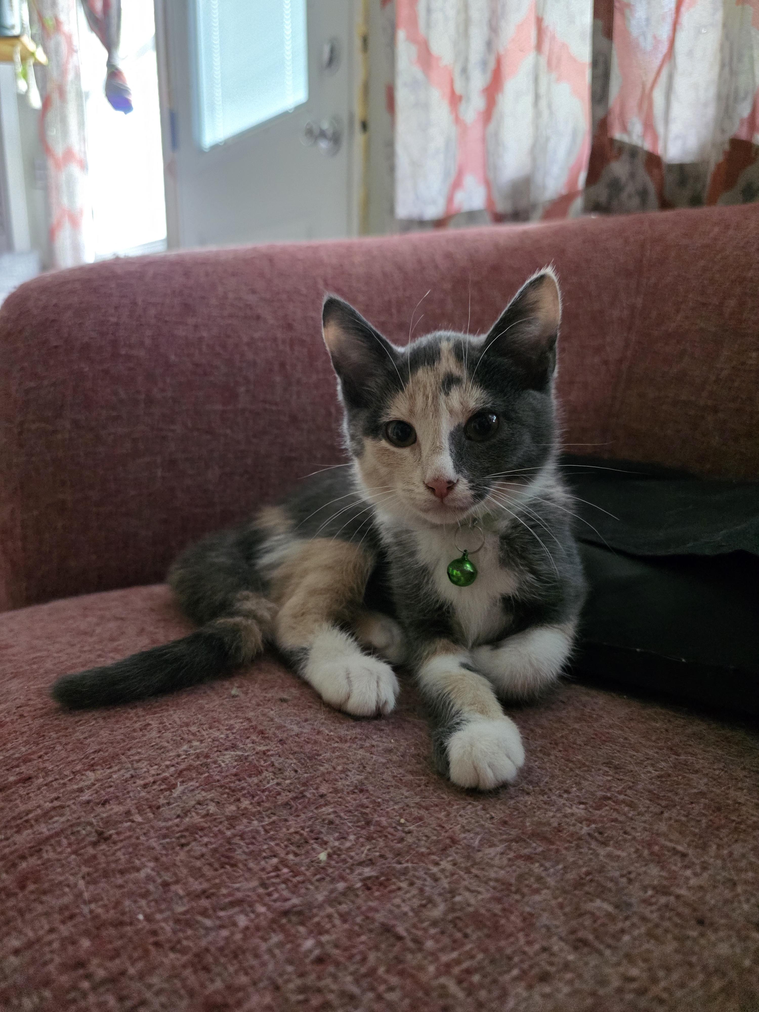 Enlarge Mina, an adopted mixed breed in Maitland, FL image 3/4